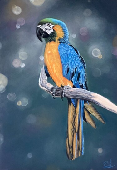 « Le Ara » 🦜 Painting titled "« Le Ara » 🦜" by Jess.C.Art, Original Artwork, Pastel Mounted on Cardboard