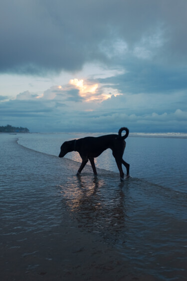 摄影 标题为“Beach Dog” 由Jossy Mathew, 原创艺术品, 数码摄影