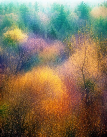 摄影 标题为“Catskill Forest” 由Peter Watson, 原创艺术品, 数码摄影