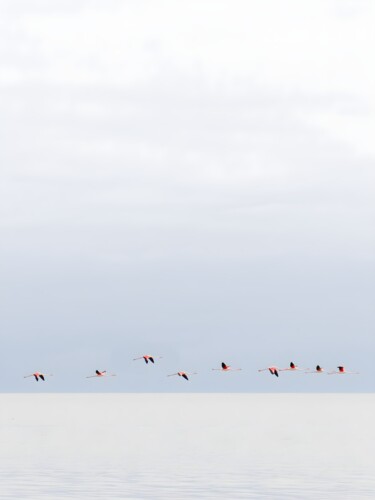 Fotografia intitolato "Migrant Flamingos –…" da Alireza Bagheri Sani, Opera d'arte originale, Fotografia digitale