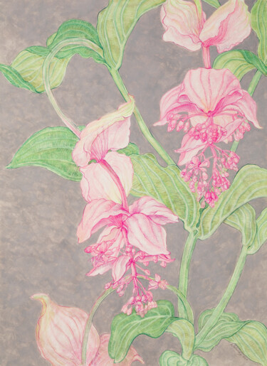 Medinilla I Drawing titled "Medinilla I" by Natalie Levkovska, Original Artwork, Gouache