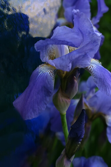 제목이 "Iris bleus"인 사진 Irina Dotter로, 원작, 조작되지 않은 사진