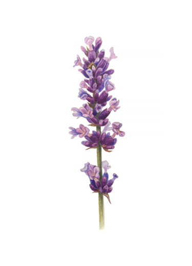 Pittura intitolato "Lavender" da Oksana Oleksiiva, Opera d'arte originale, Acquarello