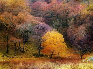 Фотография под названием "Grange Fell" - Peter Watson, Подлинное произведение искусства, Пленочная фотография