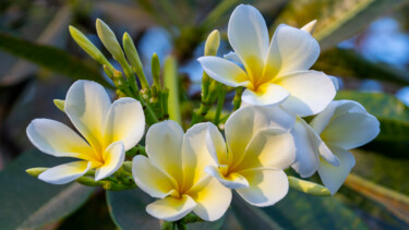 摄影 标题为“Frangipani flowers” 由Michel Kergonna, 原创艺术品, 数码摄影 安装在铝上