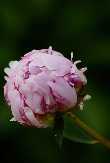 Pink.