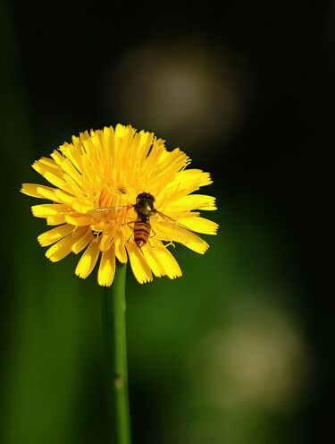 Yellow and Insect.
