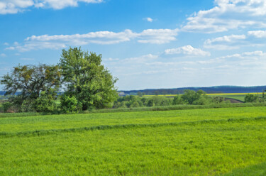 Fotografia intitolato "Field sown with cer…" da Art$Art, Opera d'arte originale, Fotografia non manipolata