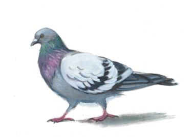 Painting titled "pigeon again" by Aliia Giliazova, Original Artwork, Watercolor