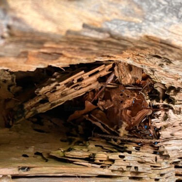 Photographie intitulée "Désordre en forêt" par Claudine Ziga, Œuvre d'art originale, Photographie manipulée