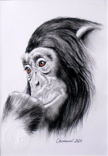 Σχέδιο με τίτλο "Portrait of a chimp…" από Leszek Gaczkowski, Αυθεντικά έργα τέχνης, Μολύβι Τοποθετήθηκε στο Ξύλινο φορείο σ…