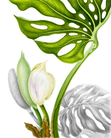 Malarstwo zatytułowany „Monstera. Whisper b…” autorstwa Tetiana Vlasenko, Oryginalna praca, Akwarela