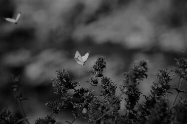 "Untitled" başlıklı Fotoğraf Alex Zavitan tarafından, Orijinal sanat, Analog Fotoğrafçılık
