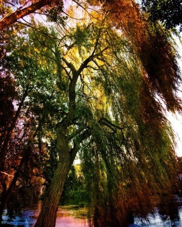 Salix babylonica : Saule Pleureur de Samois-sur-Seine 2005 Photography titled "Salix babylonica :…" by Gaboriau Gérald, Original Artwork, Manipulated Photography