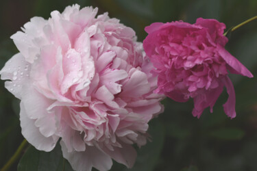 Fotografie getiteld "Pivoines" door Hoang Cong Minh, Origineel Kunstwerk, Niet gemanipuleerde fotografie