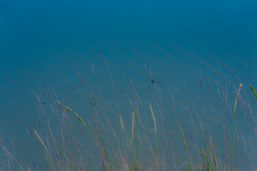 Fotografia intitulada "Blue Grass" por Elisabeth Laplante, Obras de arte originais, Fotografia digital Montado em Outro pain…