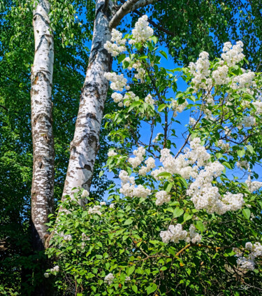 A Burst of White Lilac in the Garden 数字艺术 标题为“A Burst of White Li…” 由Sergei Gundorov, 原创艺术品, 数字油画