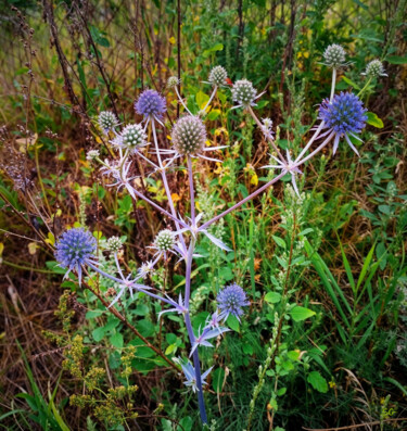 Graceful Structure of a Wild Thistle Photography titled "Graceful Structure…" by Sergei Gundorov, Original Artwork, Digital Photography