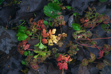 Photographie intitulée "Melancholia 004" par Marko Rupena, Œuvre d'art originale, Photographie numérique