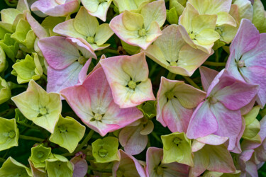 Hortensia 168. Fotografia intitulada "Hortensia 168." por Thierry Martin, Obras de arte originais, Fotografia digital