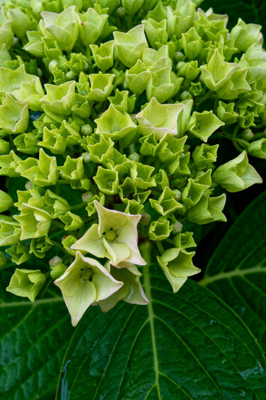 Hortensia 169. Fotografia intitolato "Hortensia 169." da Thierry Martin, Opera d'arte originale, Fotografia digitale