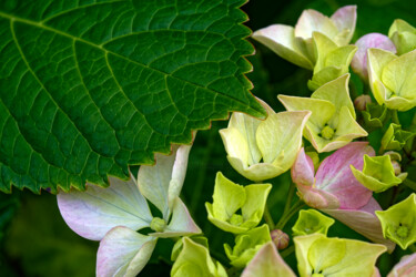Fotografia intitolato "Hortensia 170." da Thierry Martin, Opera d'arte originale, Fotografia digitale