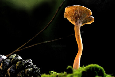 Fotografia intitulada "Champignon - Chante…" por Hoang Cong Minh (Minh Hoang), Obras de arte originais, Fotografia Não Manip…