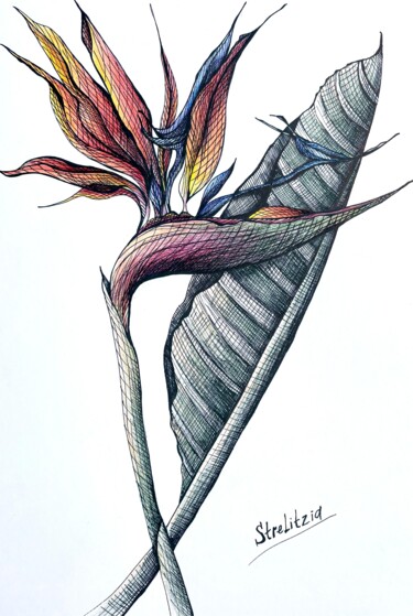 Disegno intitolato "ORANGE STRELITZIA D…" da Maria Tuzhilkina, Opera d'arte originale, Inchiostro