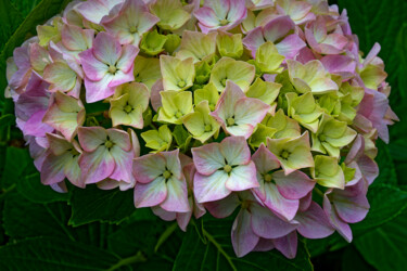 Hortensia 171. Fotografia intitolato "Hortensia 171." da Thierry Martin, Opera d'arte originale, Fotografia digitale