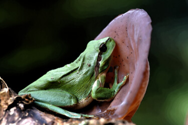 "La grenouille verte…" başlıklı Fotoğraf Hoang Cong Minh (Minh Hoang) tarafından, Orijinal sanat, Fotoşopsuz fotoğraf