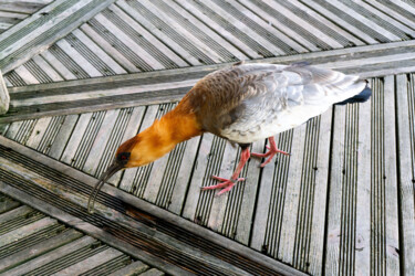 Ibis mandore Photography titled "Ibis mandore" by Coralie Dauzats, Original Artwork, Digital Photography