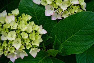 Hortensia 172. Fotografia intitolato "Hortensia 172." da Thierry Martin, Opera d'arte originale, Fotografia digitale