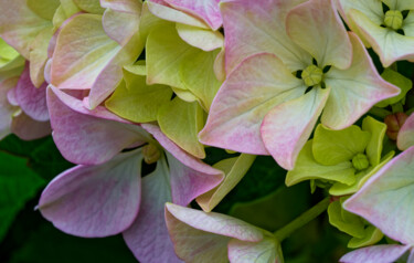 Hortensia 173. Fotografia intitulada "Hortensia 173." por Thierry Martin, Obras de arte originais, Fotografia digital