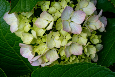 Hortensia 174. Фотография под названием "Hortensia 174." - Thierry Martin, Подлинное произведение искусства, Цифровая фотография