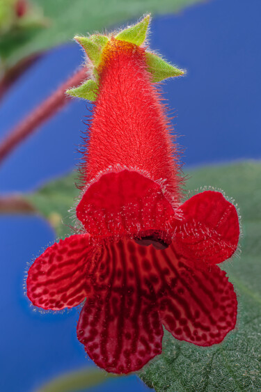 Photographie intitulée "Kohleria" par Fabiano Sodi, Œuvre d'art originale, Photographie argentique