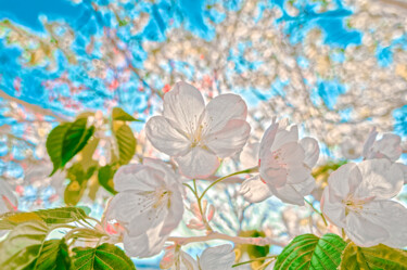 摄影 标题为“spring colors” 由Masaharu Takahashi, 原创艺术品, 数码摄影