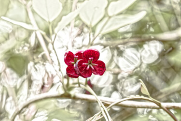 摄影 标题为“tiny red flower” 由Masaharu Takahashi, 原创艺术品, 数码摄影