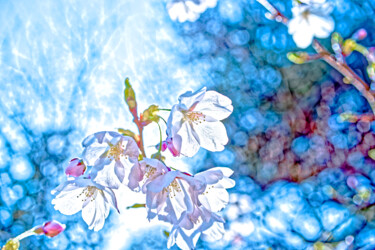 摄影 标题为“spring as shine” 由Masaharu Takahashi, 原创艺术品, 数码摄影