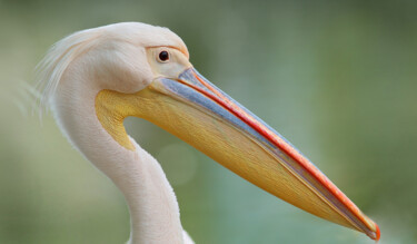 "Pelican" başlıklı Fotoğraf Gai Yu tarafından, Orijinal sanat, Dijital Fotoğrafçılık