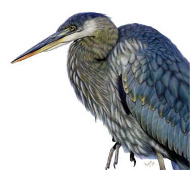 Drawing titled "Great Blue Heron" by Teresa Payne Art, Original Artwork, Pencil