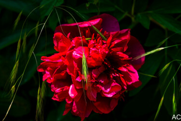 Pivoine printanière