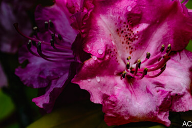 Rhododendron