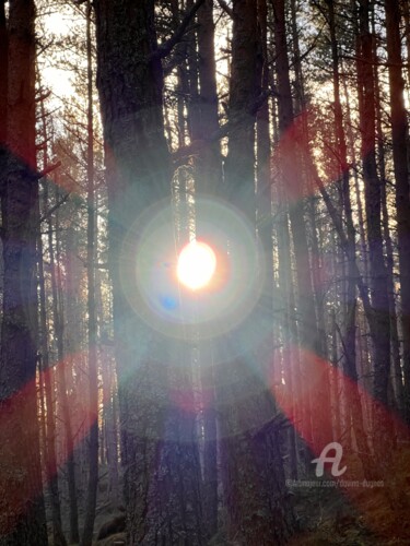 Sunrise Through Pine Trees Fotografie getiteld "Sunrise Through Pin…" door Davina Dugnas, Origineel Kunstwerk, Digitale fotografie Gemonteerd op Frame…
