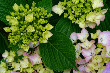 Hortensia 177. "Hortensia 177." başlıklı Fotoğraf Thierry Martin tarafından, Orijinal sanat, Dijital Fotoğrafçılık