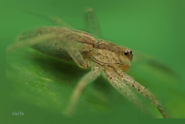 Photography titled "Spider . 蜘蛛" by Gai Yu, Original Artwork, Digital Photography