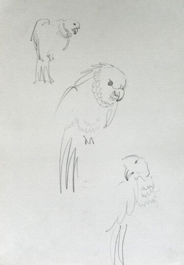 Disegno intitolato "parrots" da Pavel Minchenia, Opera d'arte originale, Matita