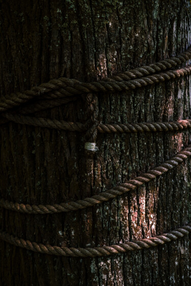 "rope on a tree" başlıklı Fotoğraf Anna Boitsova tarafından, Orijinal sanat, Dijital Fotoğrafçılık