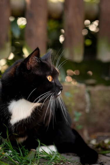 "Mystic Feline Elega…" başlıklı Fotoğraf Viktoriia Gladkova tarafından, Orijinal sanat, Dijital Fotoğrafçılık