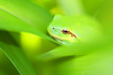"La grenouille verte…" başlıklı Fotoğraf Hoang Cong Minh (Minh Hoang) tarafından, Orijinal sanat, Fotoşopsuz fotoğraf