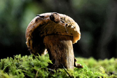 "Champignon - Le vie…" başlıklı Fotoğraf Hoang Cong Minh (Minh Hoang) tarafından, Orijinal sanat, Fotoşopsuz fotoğraf